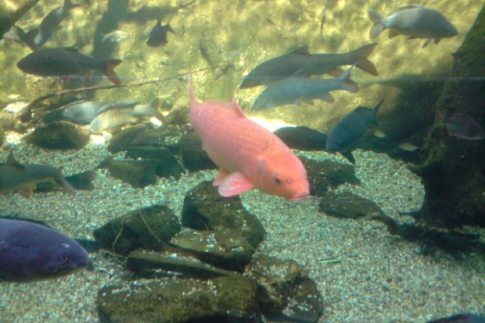 Tropicarium Oceanarium